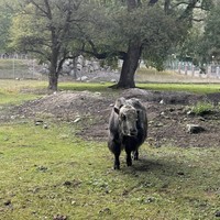 Фото отзыва 3: экскурсия "Путешествие в Домбай: туда, где бьётся сердце гор"
