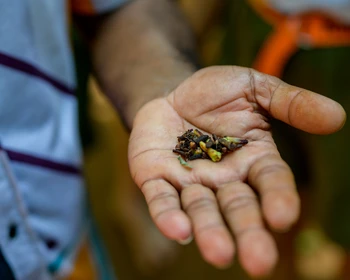 Канди и Нувара-Элия: храм Зуба Будды, ботанический сад и чайные плантации