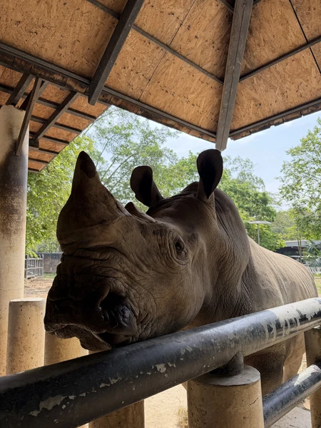 гид Виктор - просто пушка! знает языки всех животных 😂 поболтали со всеми животными и покормили. От плавающего слона - в полном шоке до сих пор)