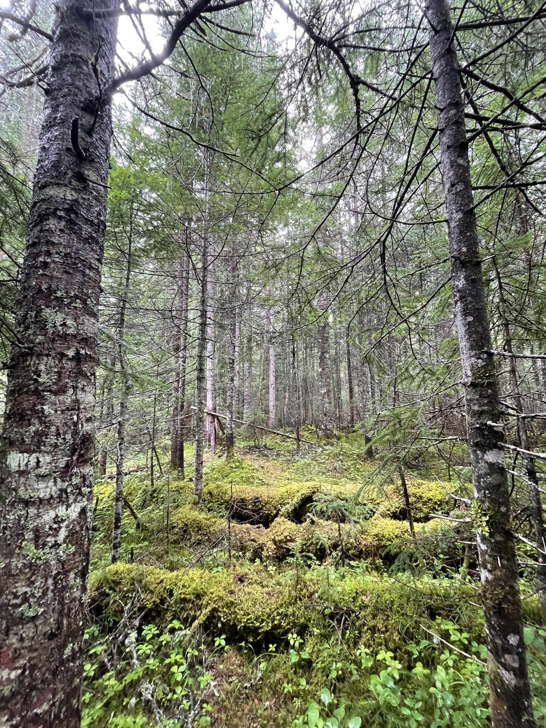 Сказка озера Амут (Олеся)