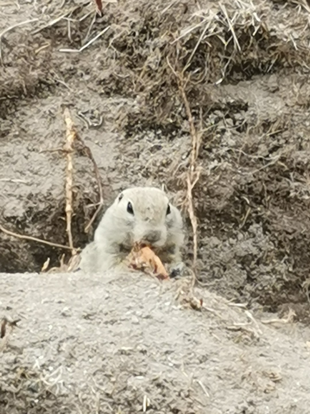 Экскурсия сама по себе не сильно информативная. Дорога, дорога, красота природы. Главное - погода. Но суслики
