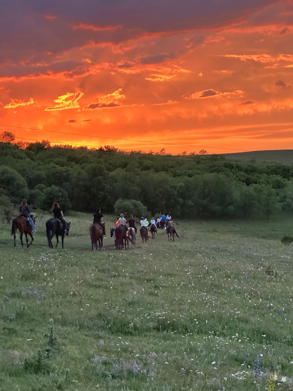 Фото Групповая конная прогулка и мастер-класс по седланию лошади