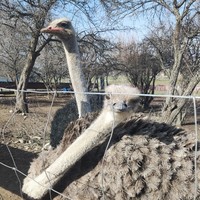 Фото отзыва 8: экскурсия "Из&nbsp;Ташкента&nbsp;— в&nbsp;гости к&nbsp;оленям, горам и&nbsp;легендам"