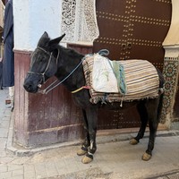 Фото отзыва 2: экскурсия "Фес — первая столица Марокко"