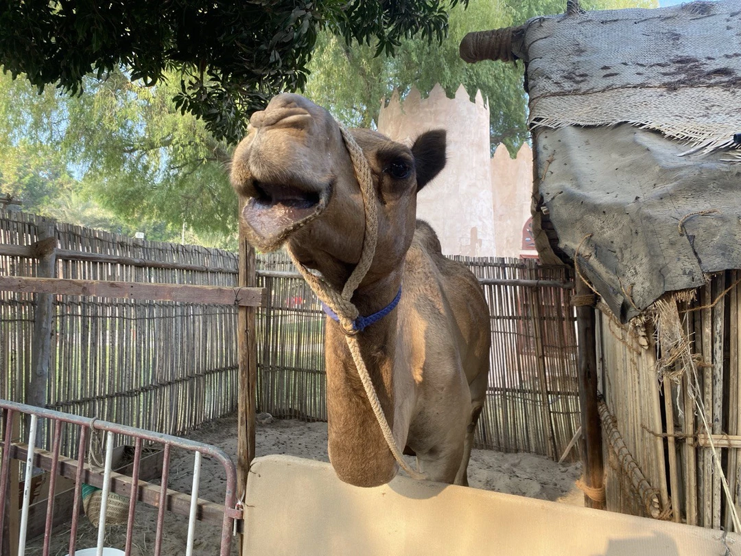 Были на эксурсии с Азизом 20 ноября. Все понравилось, последовательность достопримечательностей менялась по ходу движения, с