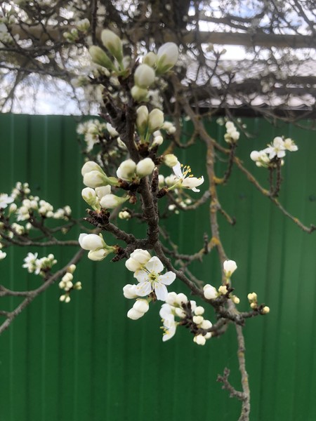 Путешествие в Дивногорье - парк мелового периода (на вашем авто) (Анна)