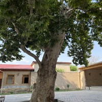 Фото отзыва 8: экскурсия "Из Самарканда — к перевалу Тахтакарача, древнему городу Шахрисабз и горам Мираки"