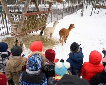 Раскрашивание скульптур, сырный мастер-класс, катание в санях