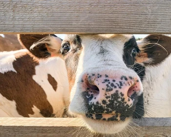 Уличные игры и гулянья, катание с ледяной горки и на музыкальном катке