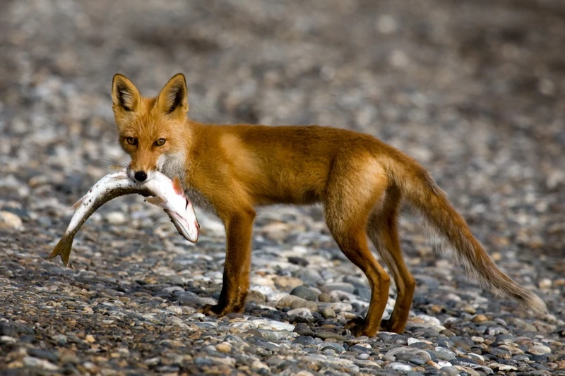 Навстречу гренландским китам: экспедиция к Шантарским островам с лекциями биологов - Фото 6