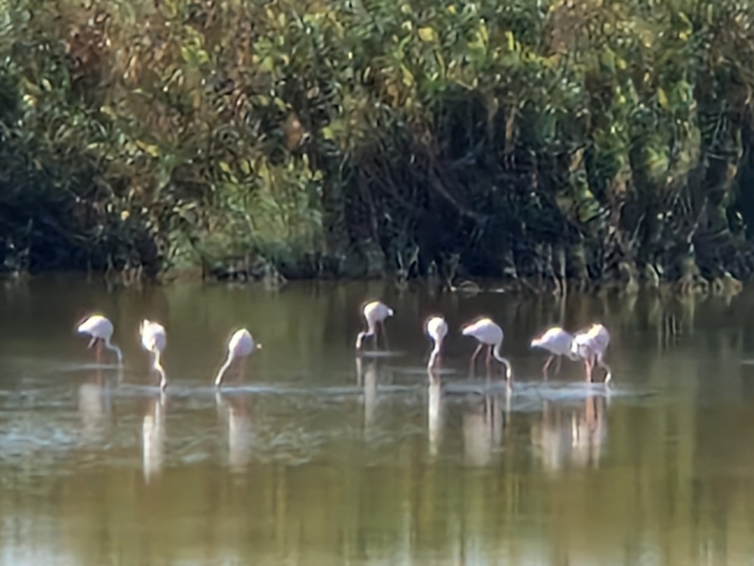 Весь Кипр за 1 день (Татьяна)
