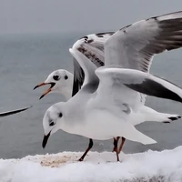 Фото отзыва 1: экскурсия "Уютная поездка-экскурсия в Янтарный и Светлогорск"