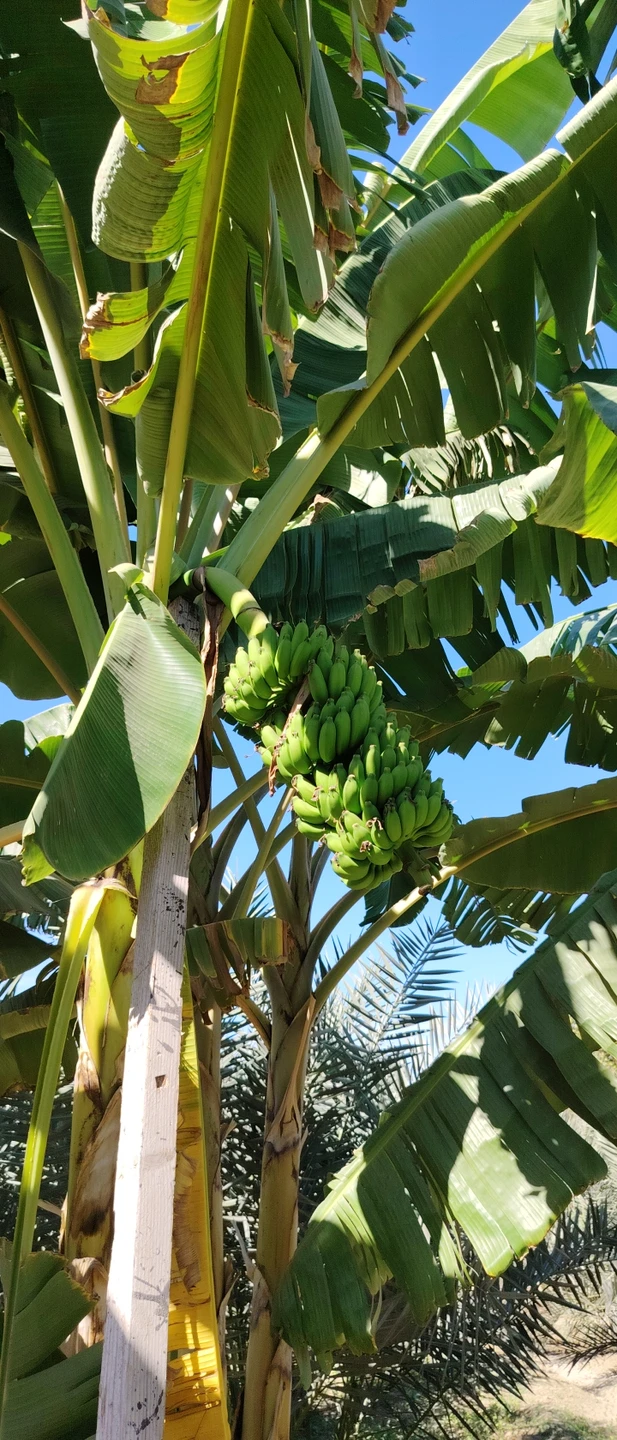 Замечательная экскурсия с необычным для ОАЭ маршрутом. Мохаммад прекрасный рассказчик, любящий эту страну и видно его