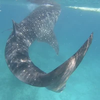 Фото отзыва 2: экскурсия "Активный день в Себу: снорклинг, каньонинг и водопады Кавасан"