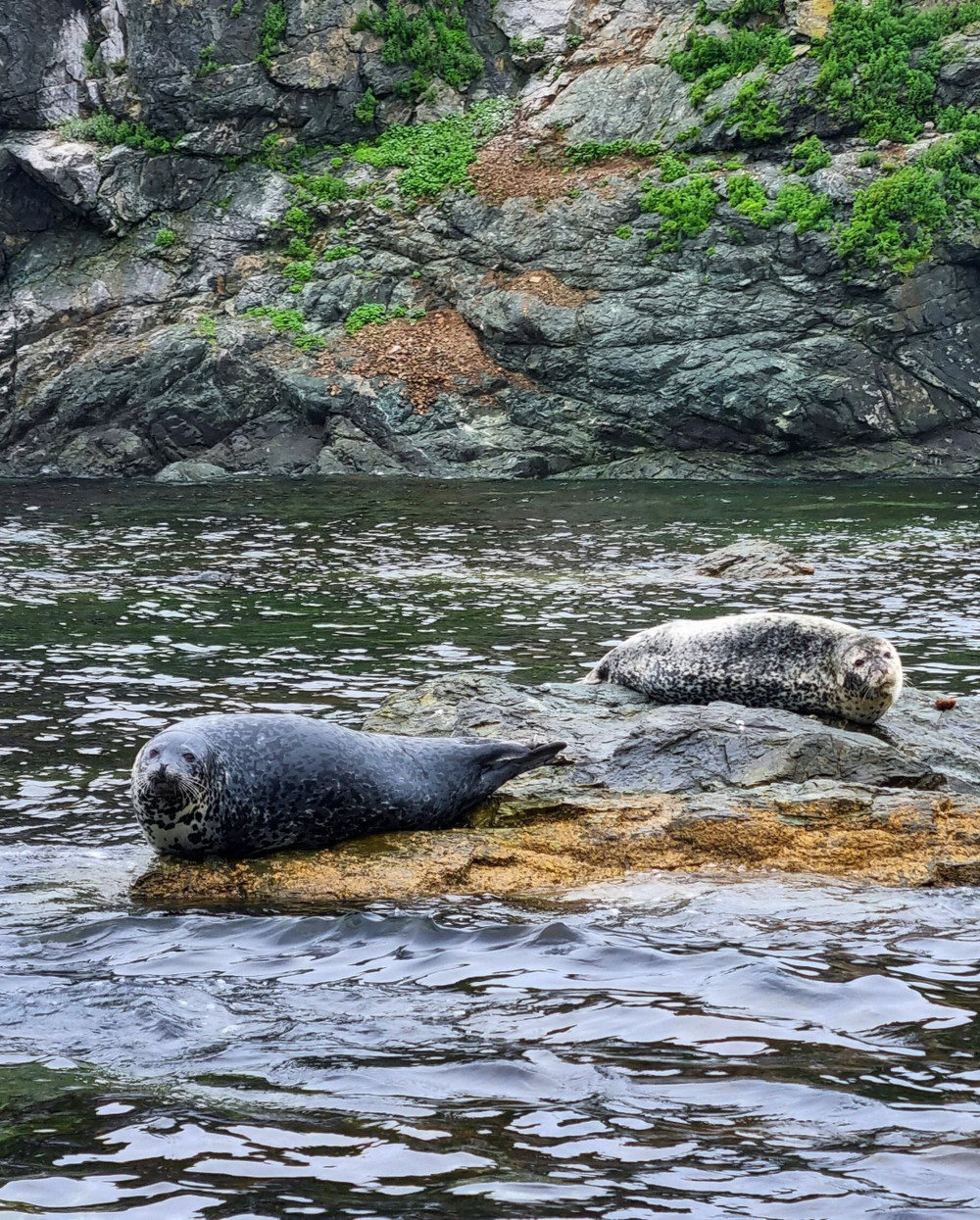 Из Владивостока на авто и катере — к тюленям! (16/23)