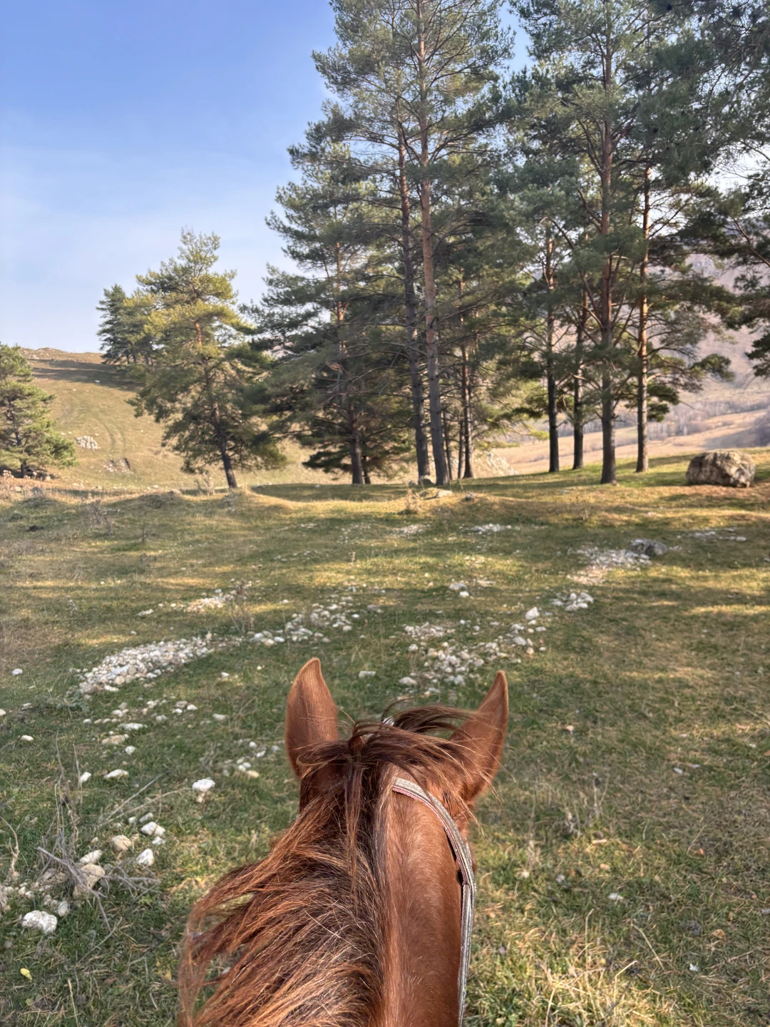 Конная прогулка недалеко от Кисловодска подойдет как для тех, кто любит и знает лошадей, так и