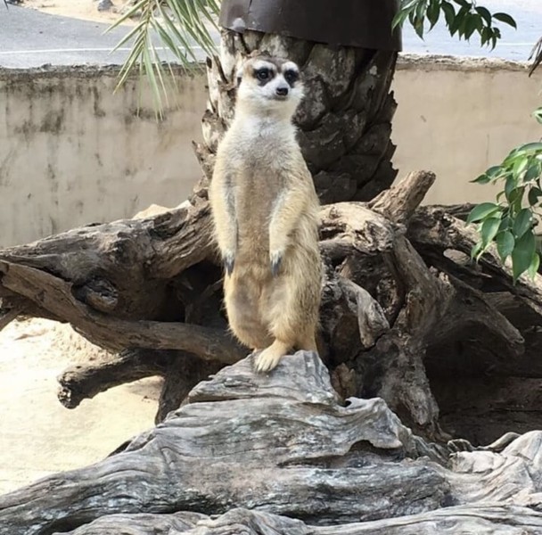 Из Паттайи - в открытый зоопарк Кхао Кхео