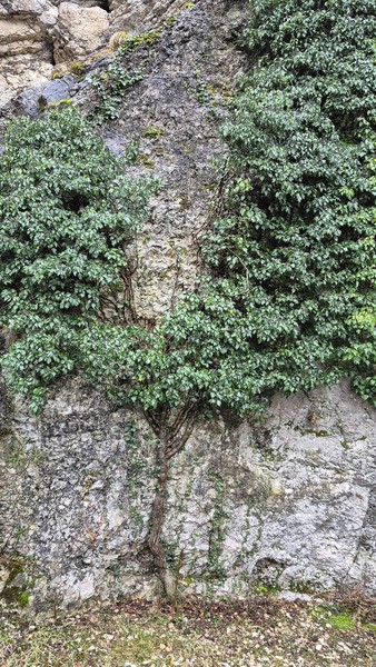 Красная Поляна, «Роза Хутор» и Парк альпак (Алексей)