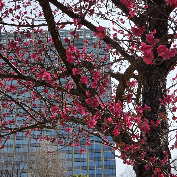 Спасибо огромное Маргарите за экскурсию. Все рассказала и с исторической точки зрения про Токио и просто какие сейчас и чем живут