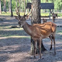 Фото отзыва 2: экскурсия "Выходные в Беловежской пуще. Индивидуальный тур"
