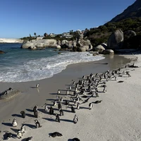 Фото отзыва 1: экскурсия "Кейптаун и Мыс Доброй Надежды — путешествие на край света"