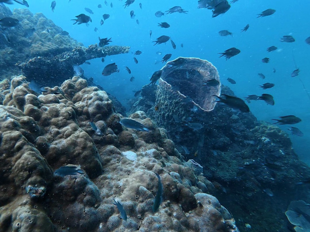 На Фукуоке ничего интересного рядом с отелем не увидеть. Чтобы увидеть подводный мир надо плыть на