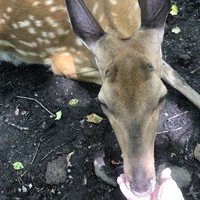 Фото отзыва 6: экскурсия "Три бухты Уссурийского залива, игорный комплекс и Сафари-парк"