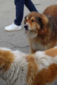 Фото отзыва 2: экскурсия "Познать Грузию: Мцхета и Казбеги из Тбилиси (всё включено)"