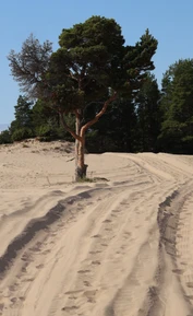 Кузоменские пески