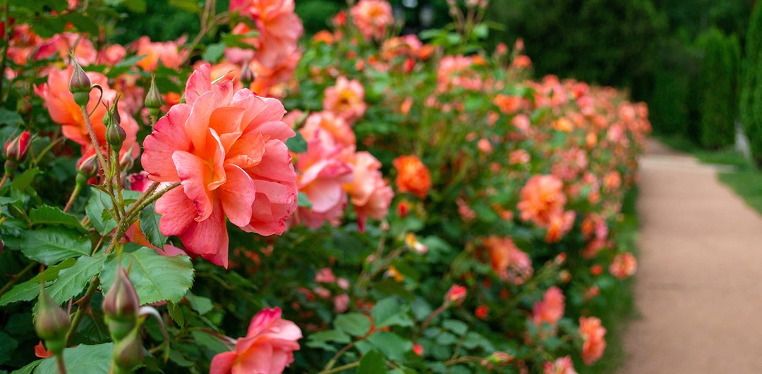 Долина роз&nbsp;— жемчужина Кисловодска