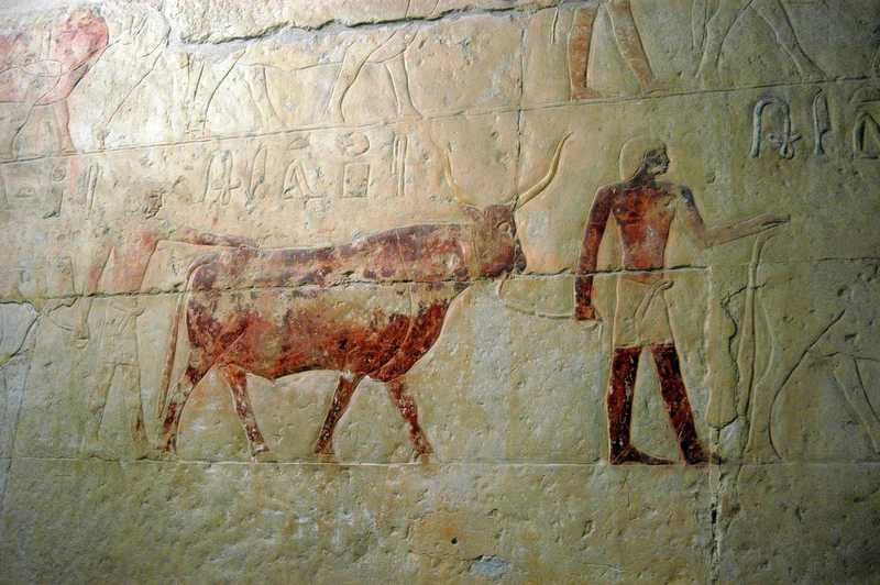 Индивидуальное путешествие из Хургады в Каир: пирамиды Саккары и Гизы и «африканское» сафари