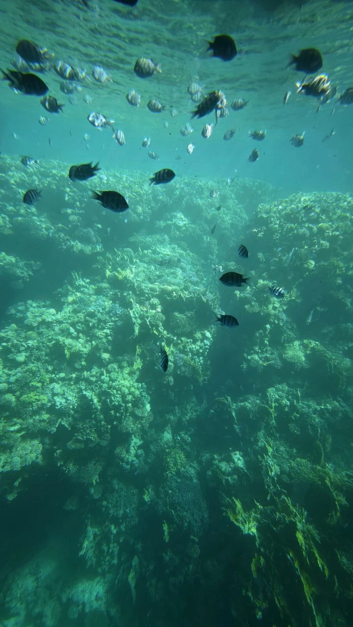 Очень удобный индивидуальный трансфер из отеля - прислали фото машины и были на связи пока мы