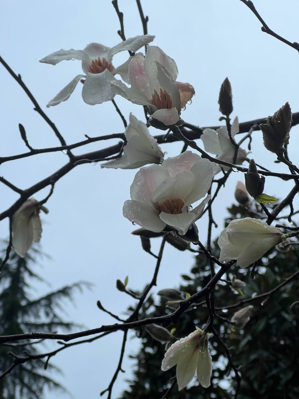 Привет, дорогая!