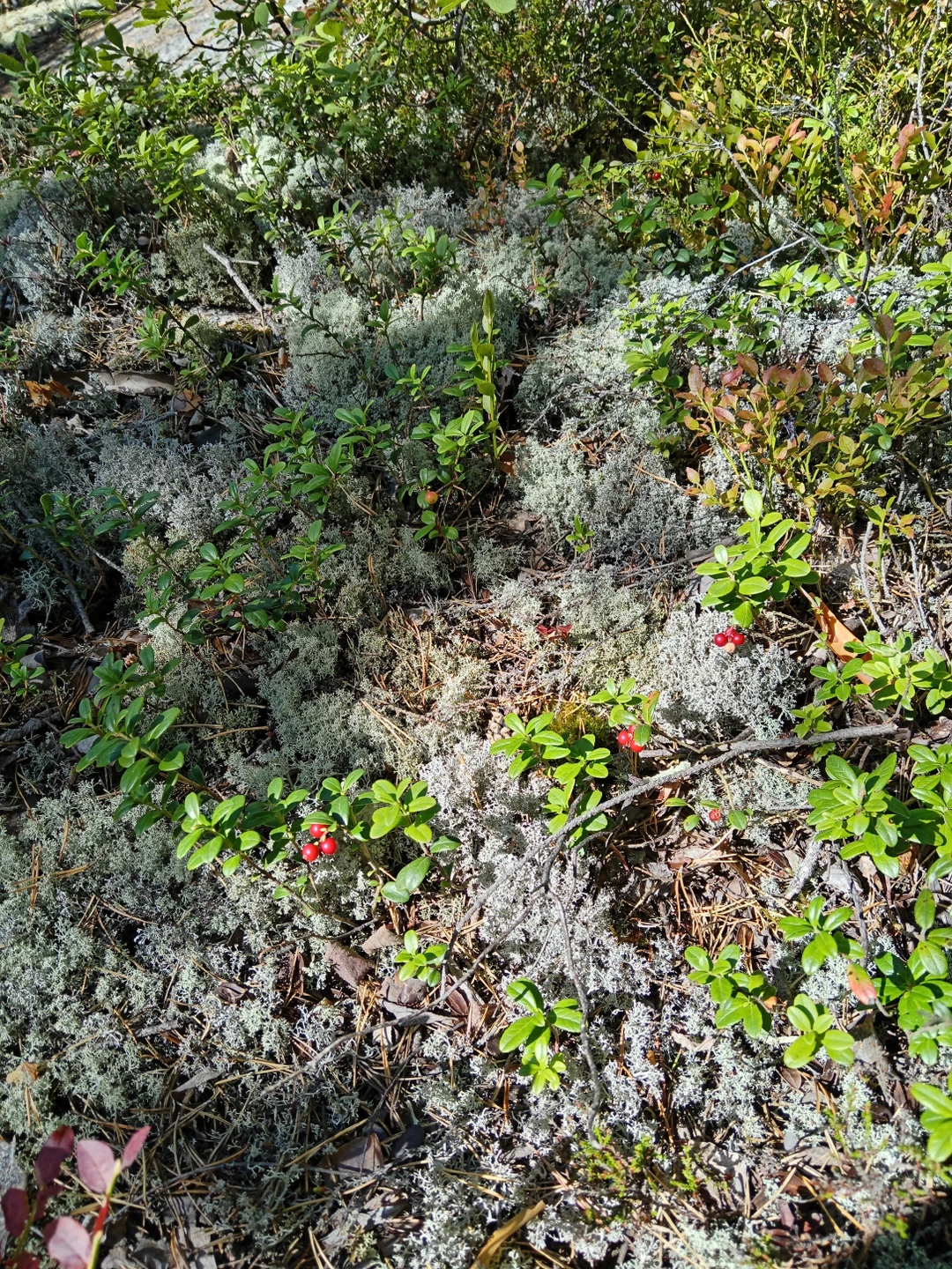 Место силы Карелии (Татьяна)