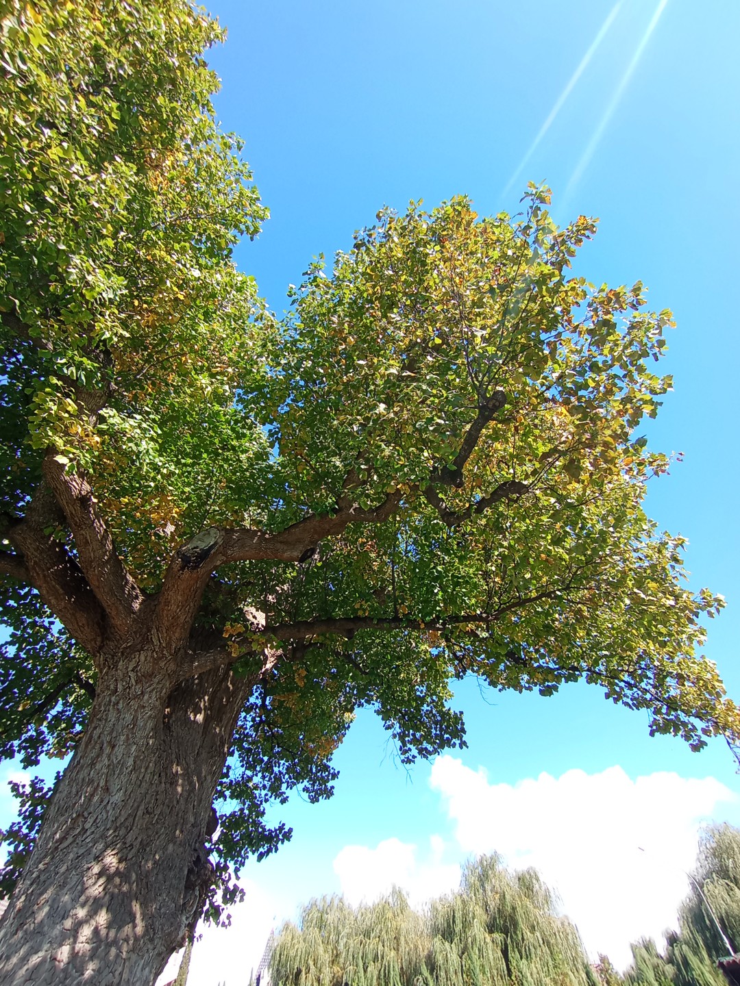 Сюзанна вам покажет местечки, которые сложно нагуглить, но необходимо увидеть! Она подберёт маршрут под вашу компанию