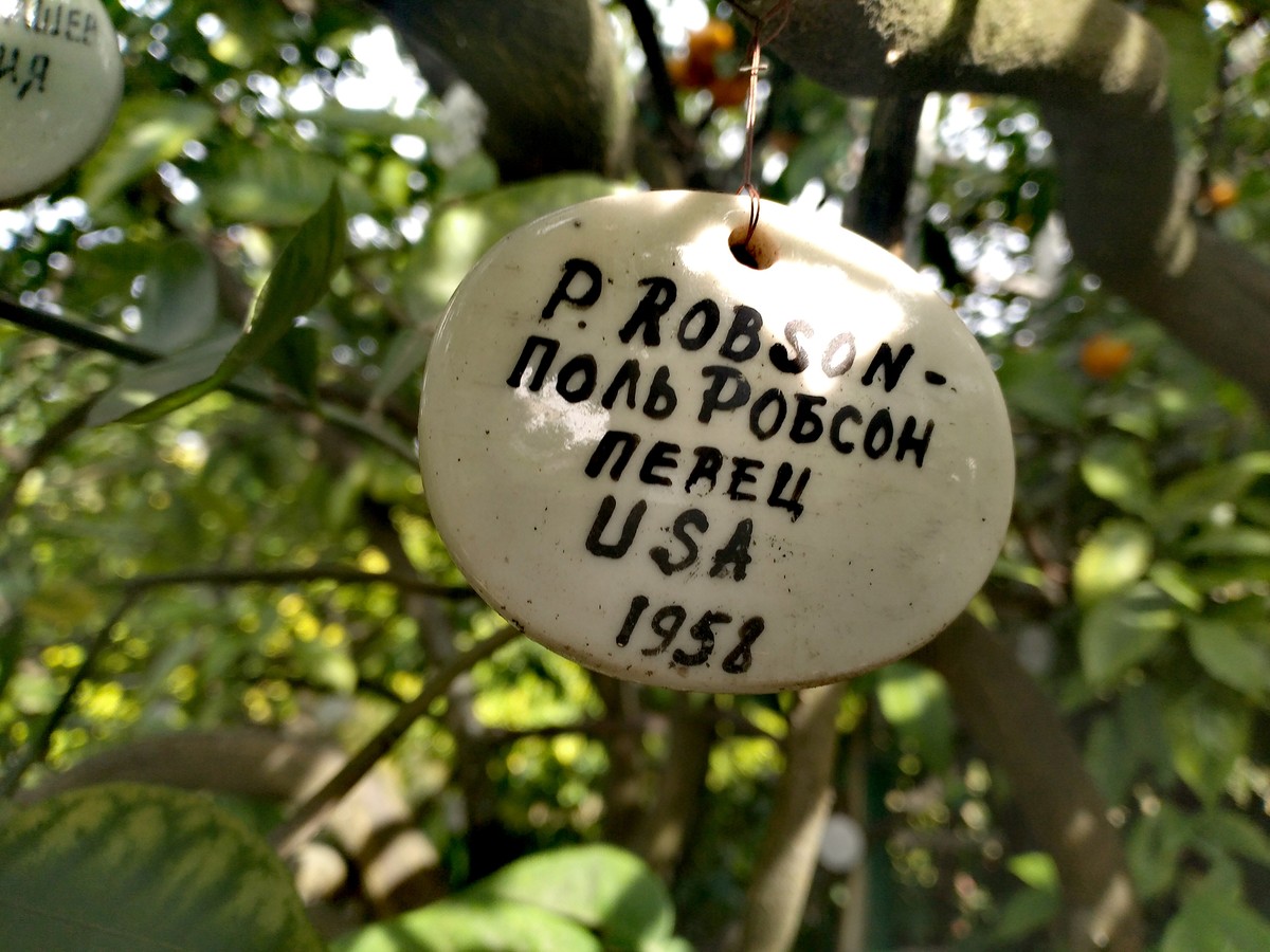 Дерево Дружбы: история об уникальном ботаническом эксперименте (7/9)