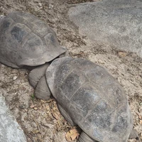 Фото отзыва 1: экскурсия "Сейшелы, которым есть чем удивить"