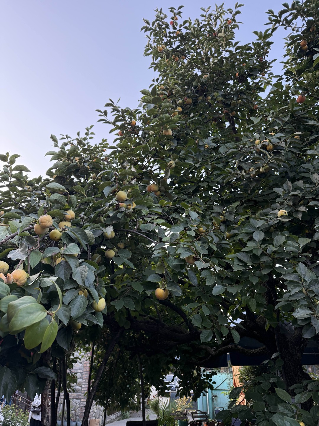 Гамарджоба, Кахетия, винный край (Иван)