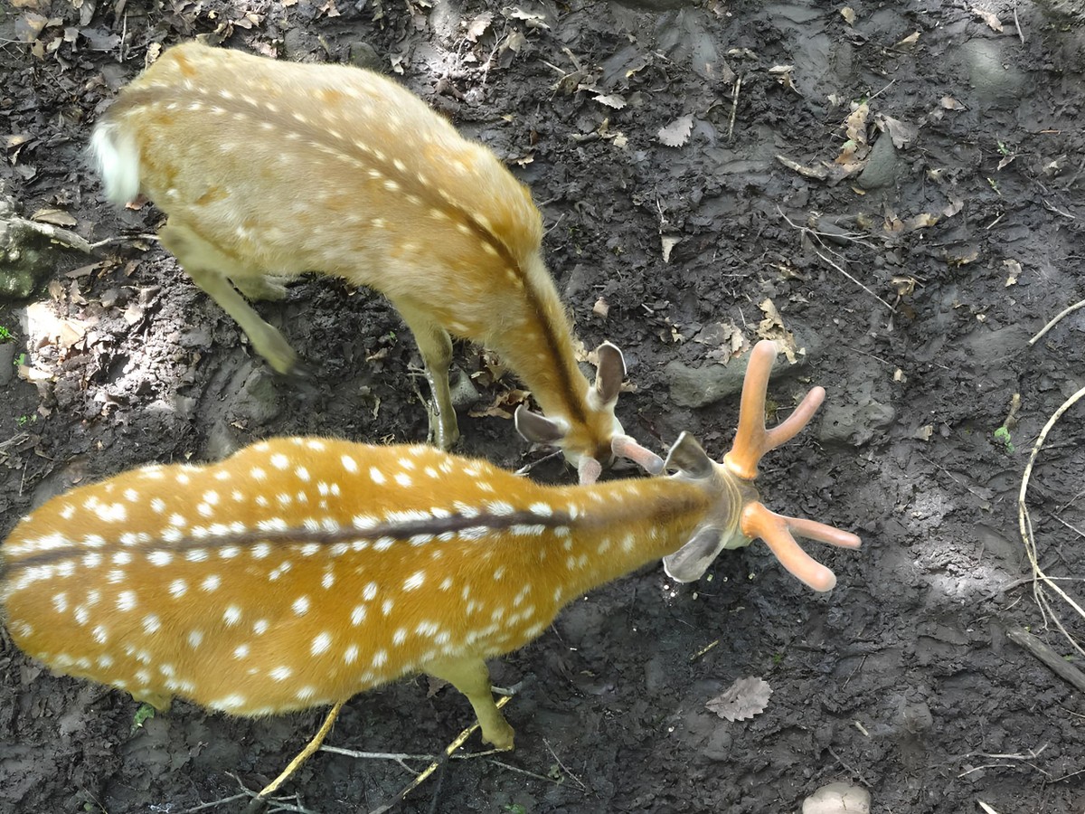 Неожиданное Приморье: из Владивостока — к водопаду, горной реке и ущелью Дарданеллы (8/14)