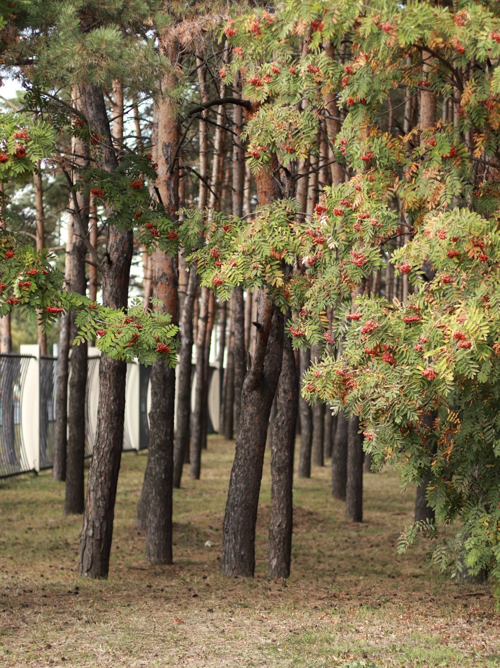 Храмы и памятники парка Победы (6/7)