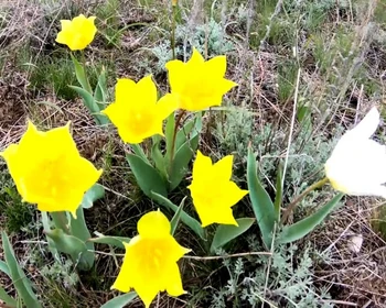 Цветущие поля тюльпанов, буддийский хурул, экскурсия по Элисте и знакомство с культурой: мастер-классы, дегустация, фотосессия в костюмах
