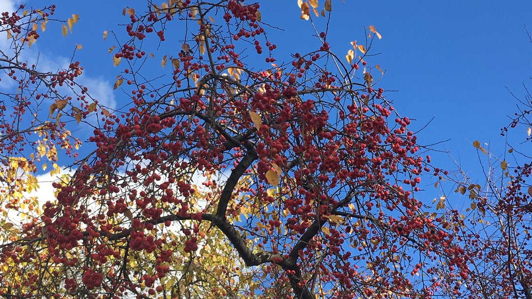 Светская экскурсия в прошлое и настоящее Новодевичьего монастыря (Дарья)