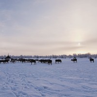 Фото отзыва 2: экскурсия "За Северный полярный круг в гости к оленеводам: этнический тур"