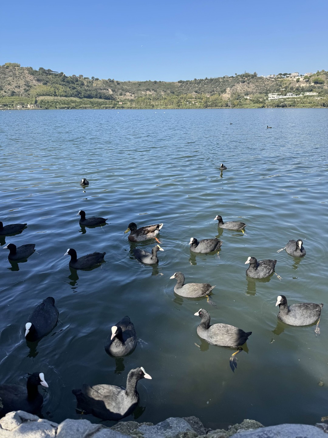 Друзья! Если вам нравятся атмосферные экскурсии, природа, животные и виды, то вам нужно взять тур у