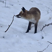 Фото отзыва 2: экскурсия "Комфортная поездка на Куршскую косу"