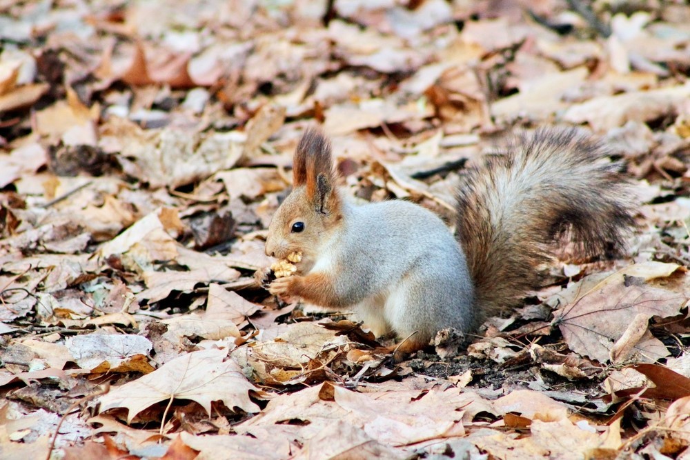 Нескучный сад хранит свои стволы… (4/9)