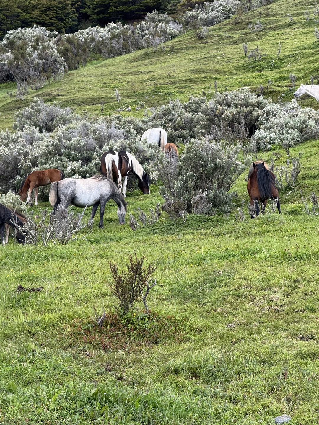 Благодарны Дмитрию за пунктуальность, заинтересованность в нашем комфорте, погружение в красоты Патагонии, внимательность к деталям и