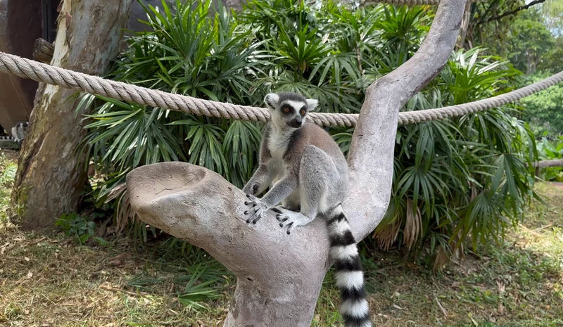 Из Паттайи - в мир дикой природы: зоопарк Кхао Кхео