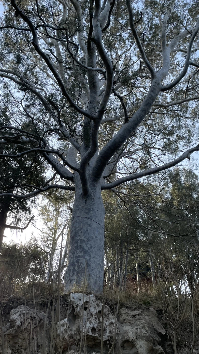 Великая Китайская стена и погружение в культуру Поднебесной (Марина)