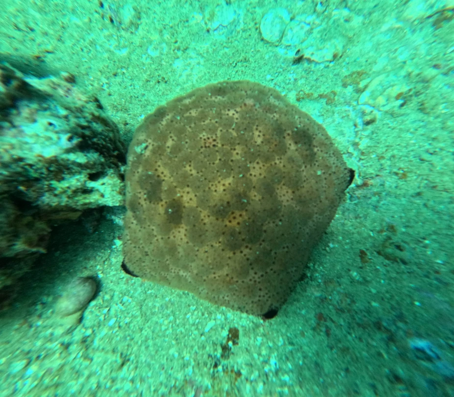 Были с супругой впервые на дайвинге